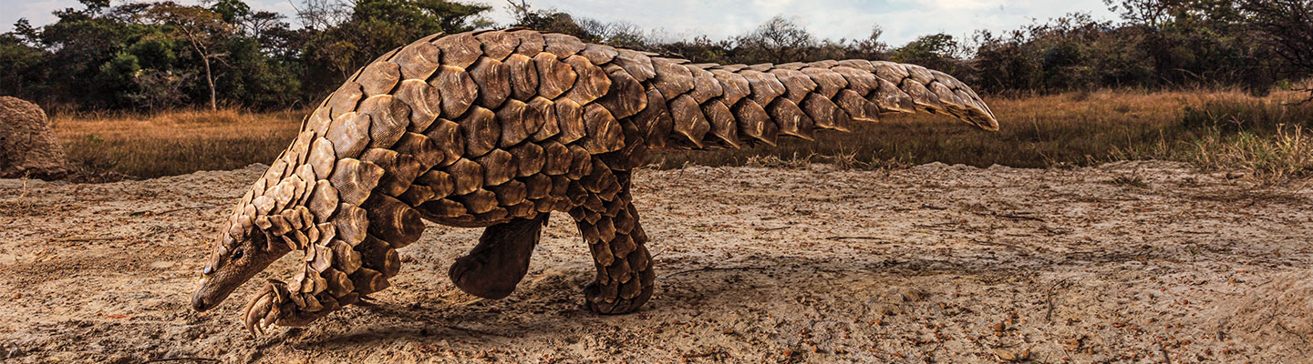 Pangolin