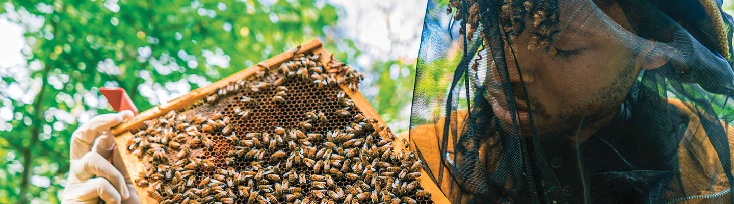 Image of a beekeeper observing the bees