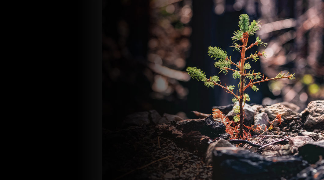 Image of a small tree growing