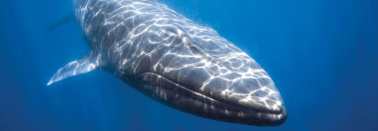 Image of a whale swimming underwater